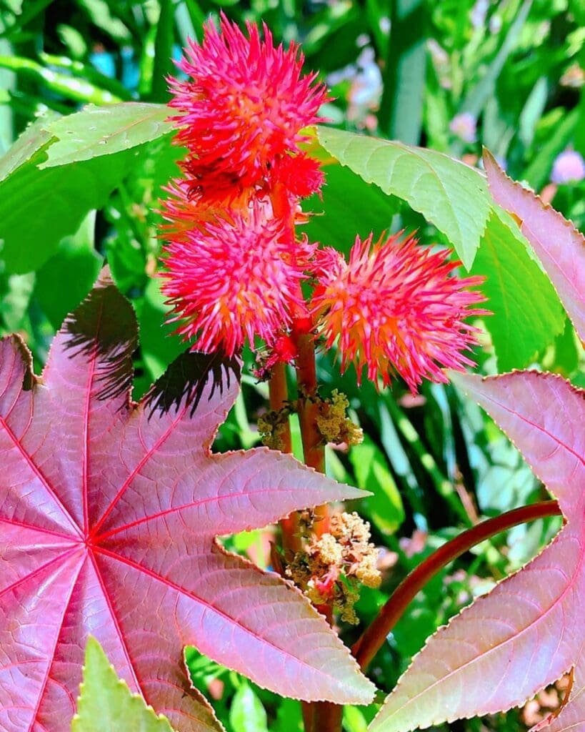 castor bean