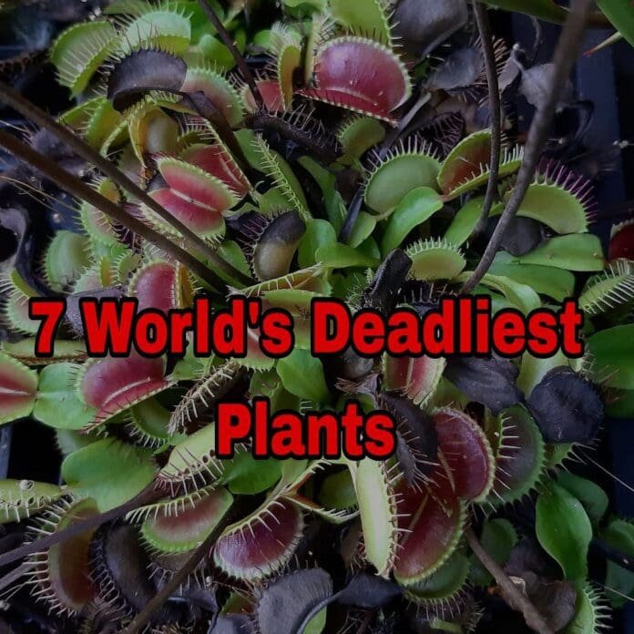 7 World’s Deadliest Plants