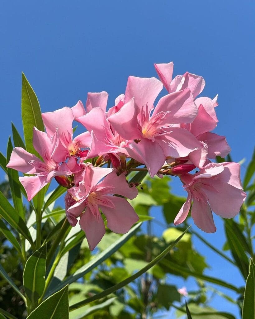 oleander