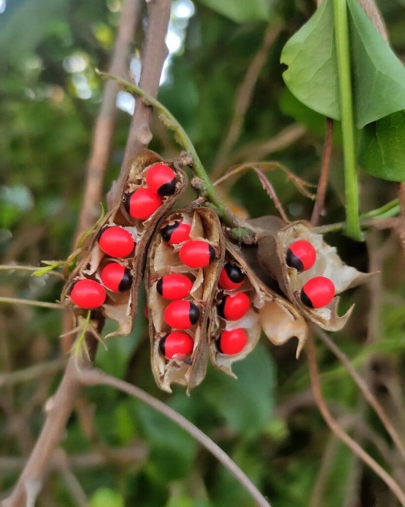 rosary pea