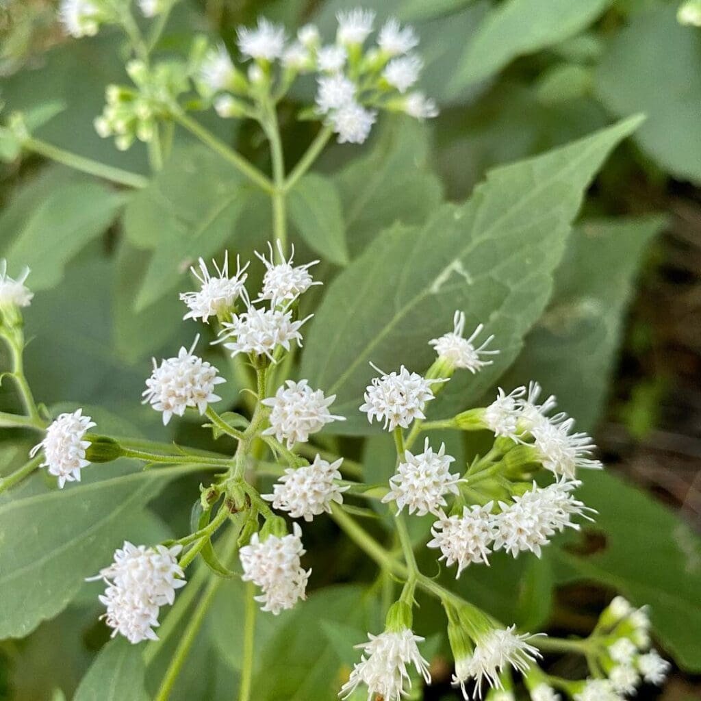 water hemlock