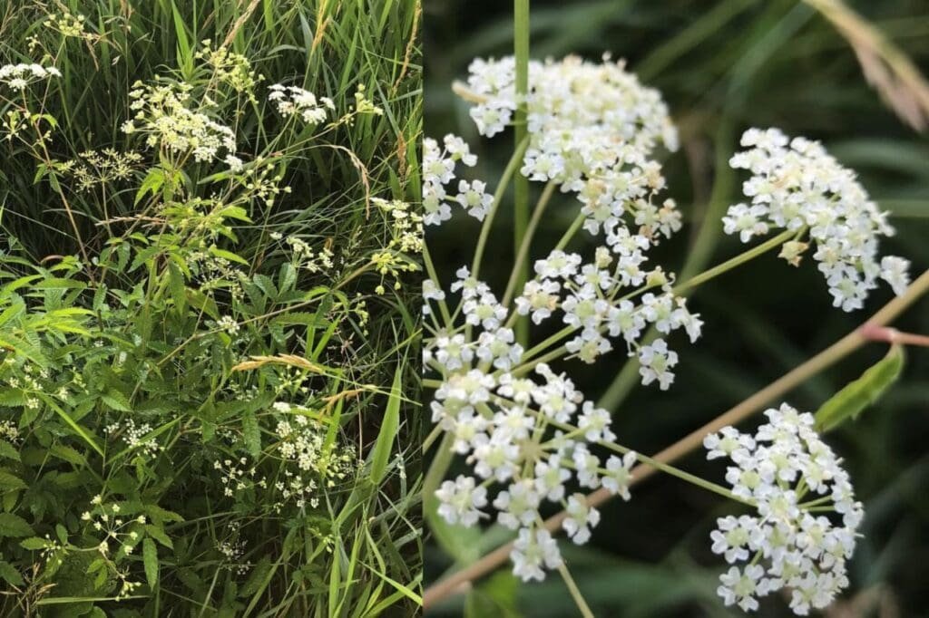 white snakeroot