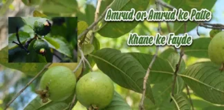 Amrud or Amrud ke Patte Khane ke Fayde: हेल्थ के लिए चमत्कारी फायदे Amrud or Amrud ke Patte Khane ke Fayde