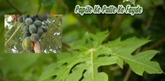 पपीते से भी कहीं ज्यादा स्वास्थ्य फ़ायदे करता है पपीते का पत्ता, आइए जानते है Papite Ke Patte Ke Fayde और कुछ नुकसान Papite Ke Patte Ke Fayde