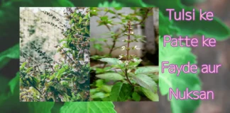 Tulsi ke Patte Ke Fayde aur Nuksan Tulsi ke Patte Ke Fayde aur Nuksan
