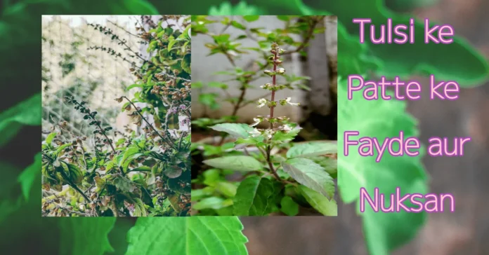 Tulsi ke Patte Ke Fayde aur Nuksan