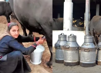 Navalben Chaudhary Success Story: रिटायर होने की उम्र में कर डाली 1 करोड़ की कमाई जाने पूरी कहानी Navalben Chaudhary