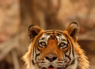 Bhimtal Tiger terror: एक जंगली जानवर ने ली तीन लोगो की जान एक जंगली जानवर ने ली तीन लोगो की जान