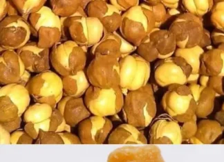 Chana aur Gud Khane ke Fayde: अच्छे स्वास्थ्य के लिए आज से ही शुरू करें chana aur gud khane ke fayde