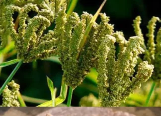 Mandua ki Roti: मंडुए को इस्तेमाल कर शरीर को स्वस्थ बनाये Mandua ki Roti