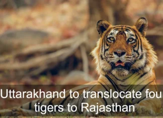 Uttarakhand to Translocate Four Tigers to Rajasthan, Says Official: उत्तराखंड सरकार ने राजस्थान सरकार को दिया 4 टाइगरों का तोफा Uttarakhand to Translocate Four Tigers to Rajasthan