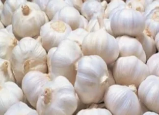 Khali Pet Lahsun Khane Ke Fayde: लहसुन का सेवन बना सकता है आपको रोग मुक्त, इन रोगो से करता है बचाव khali pet lahsun khane ke fayde