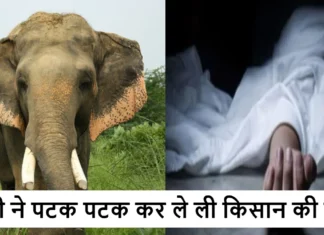 किसान को खेत में रखवाली करना पड़ा भारी, हाथी ने पटक पटक कर ले ली जान Elephant Killed Farmer Villagers Created Ruckus in Forest Department