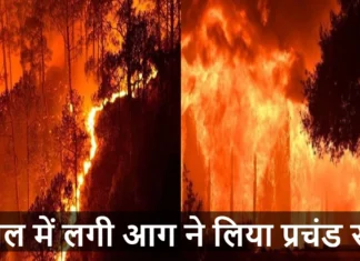 Uttarakhand Forest Fires News: उत्तराखंड के जंगल में लगी आग ने लिया प्रचंड रूप, दो महिलाओ को धोना पड़ा जान से हाथ Uttarakhand Forest Fires News