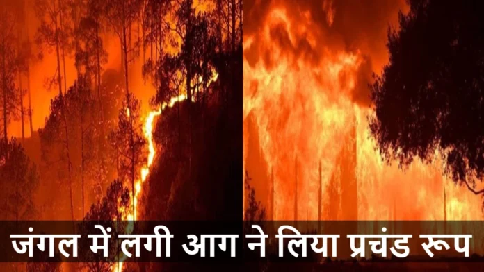 Uttarakhand Forest Fires News